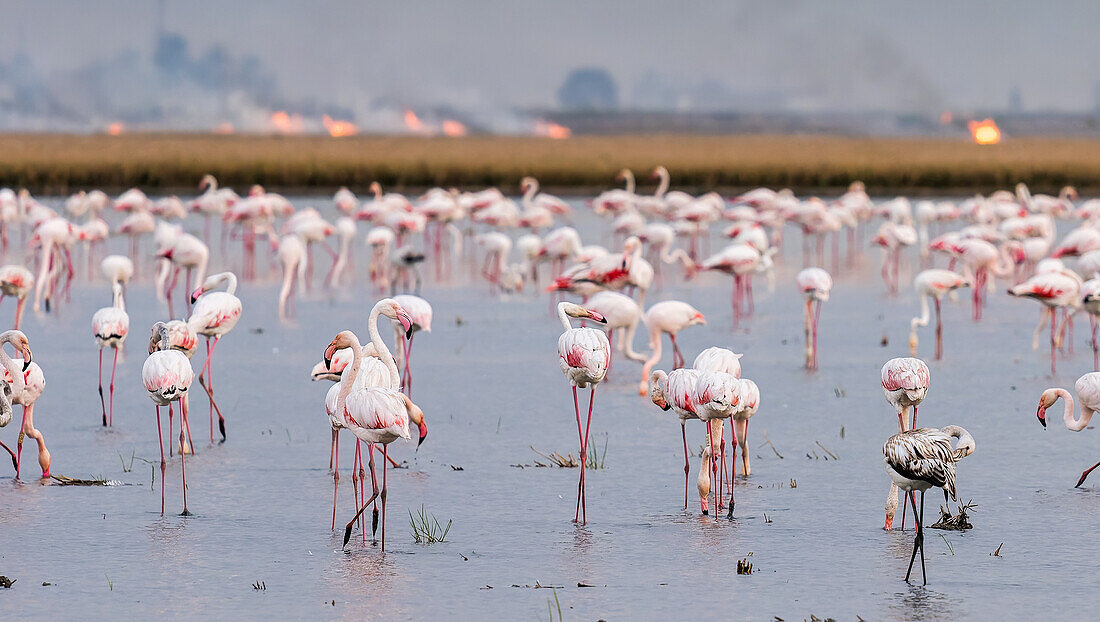 Flamingos, die in den Reisfeldern der Isla Mayor, Sevilla, Spanien, im Wasser waten, mit Stoppelfeuern im Hintergrund.