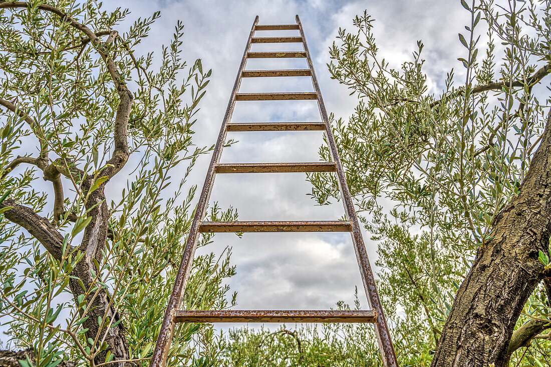 Ladder set up for olive harvesting in an olive tree in the town of Carrión de los Céspedes, Sevilla, Spain.