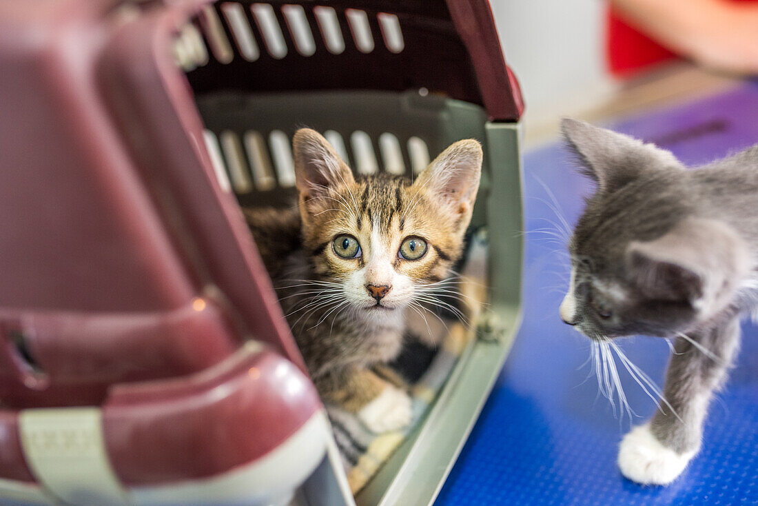 Two adorable kittens, one in a carrier and one on a table, in Seville, Spain. Perfect moment capturing curiosity and playfulness.