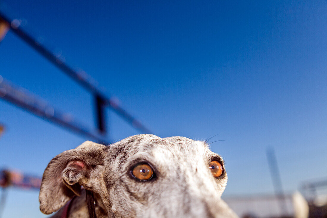 Close up image of an adopted stray greyhound dog in a rural farm setting, located in Seville, Spain with a clear blue sky background.