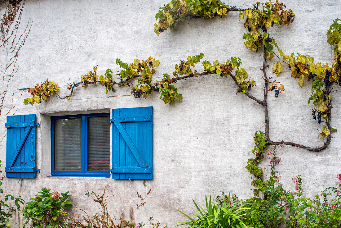 Charmante Hausfassade mit blauen Fensterläden und grünem Wein, der an der Wand wächst, in Vannes, Bretagne, Frankreich.