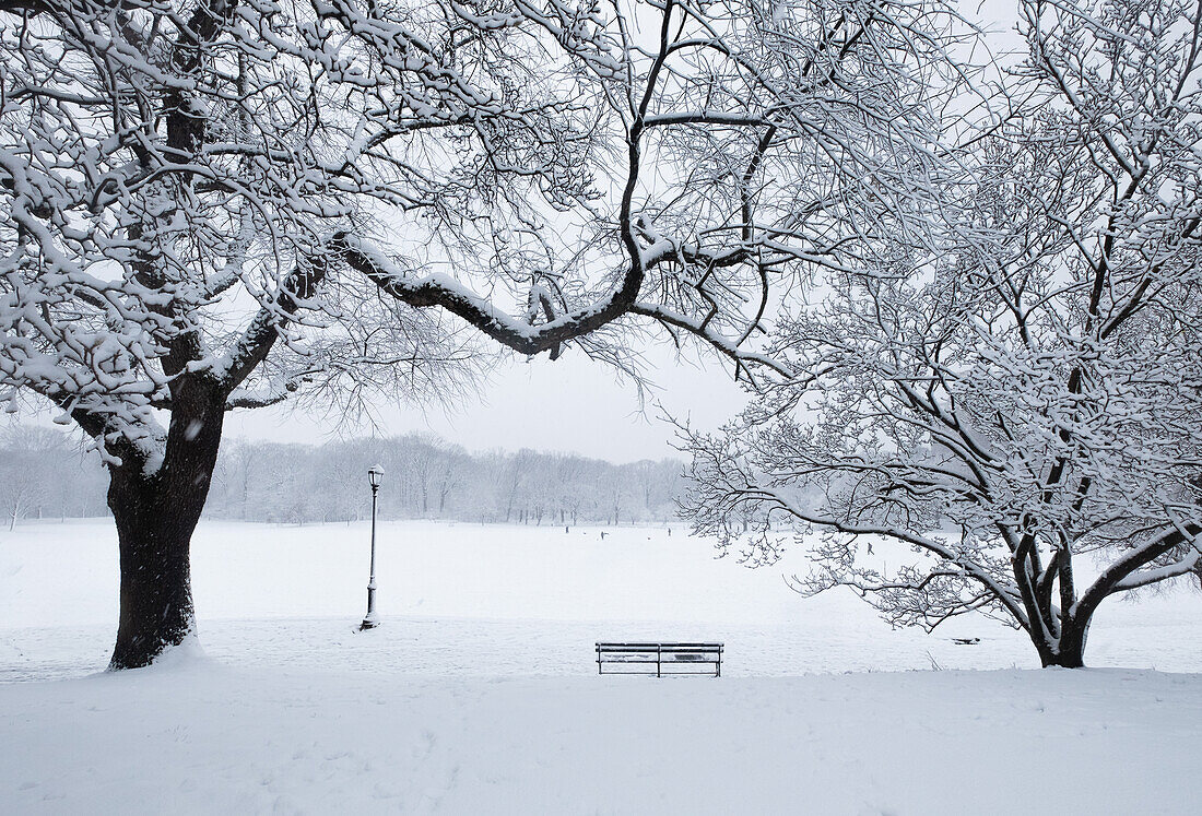 Bench and bare trees covered with snow in Brooklyn Prospect Park