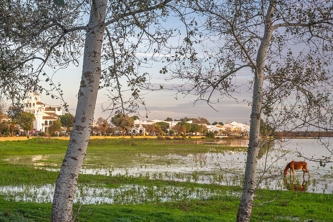 Peaceful view of El Rocío in Almonte, Andalucía, with a horse grazing near the wetlands of Doñana.