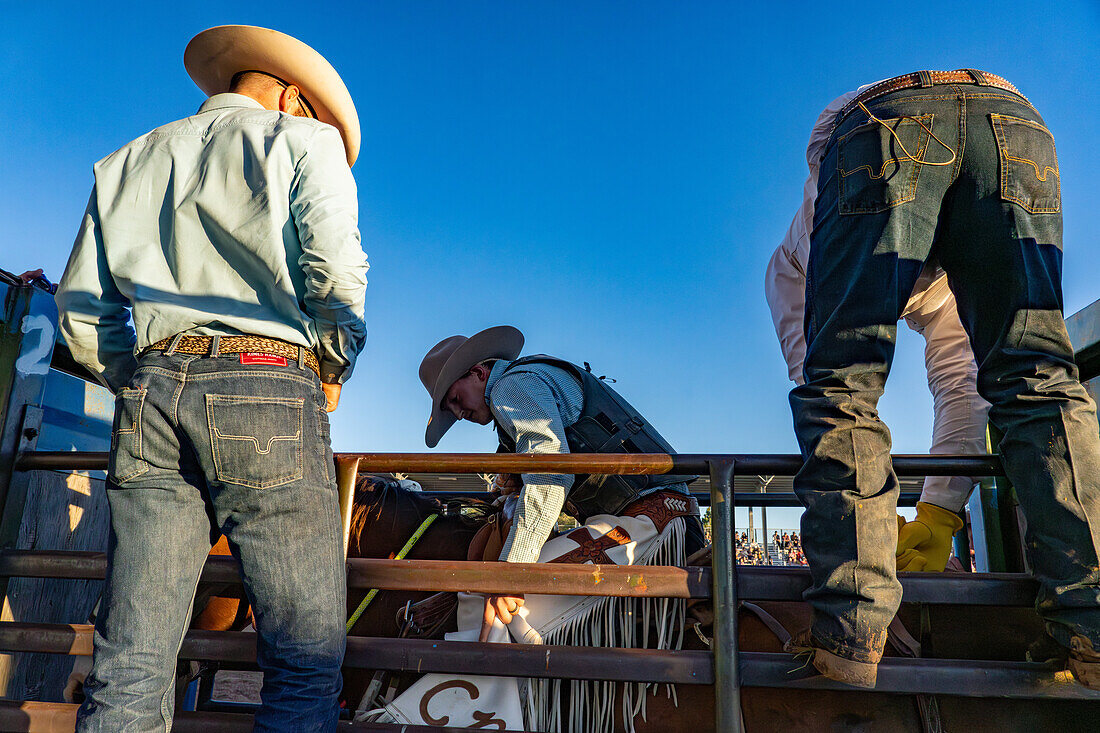 A saddle bronc cowboy in leather chaps gets seated on the bucking horse in the chute at a rodeo in rural Utah.