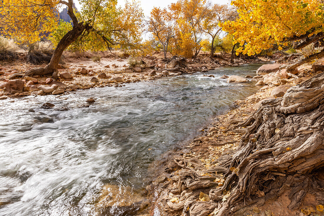 Virgin River fließt im Herbst durch den Zion-Nationalpark