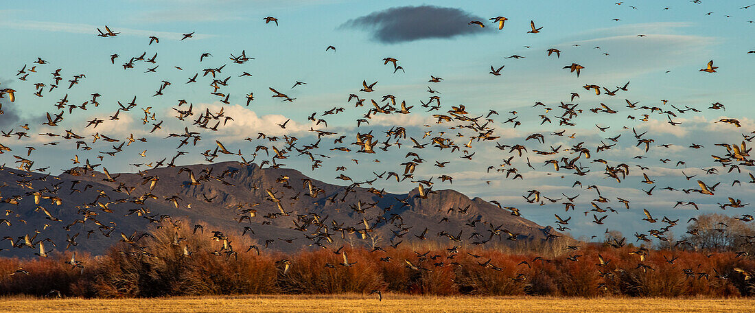 Migrating mallard duck in flight over fields and hills at sunset