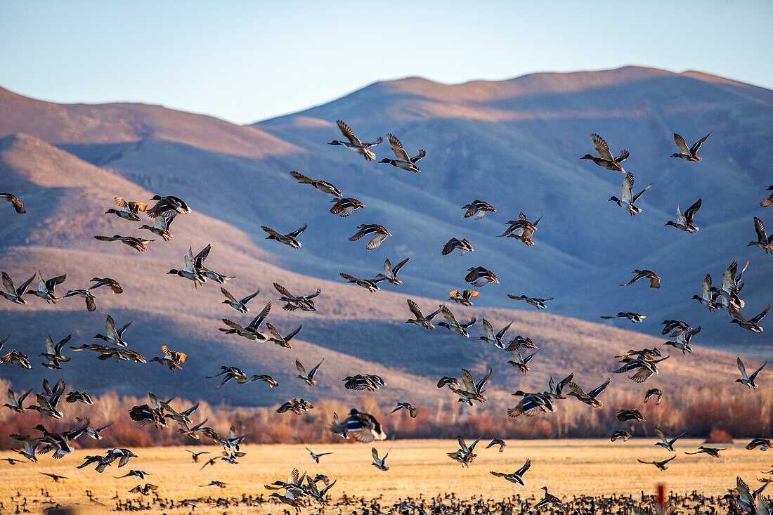 Migrating mallard duck in flight over fields