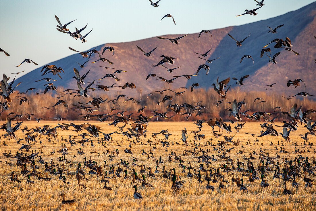 Migrating mallard duck in flight over fields