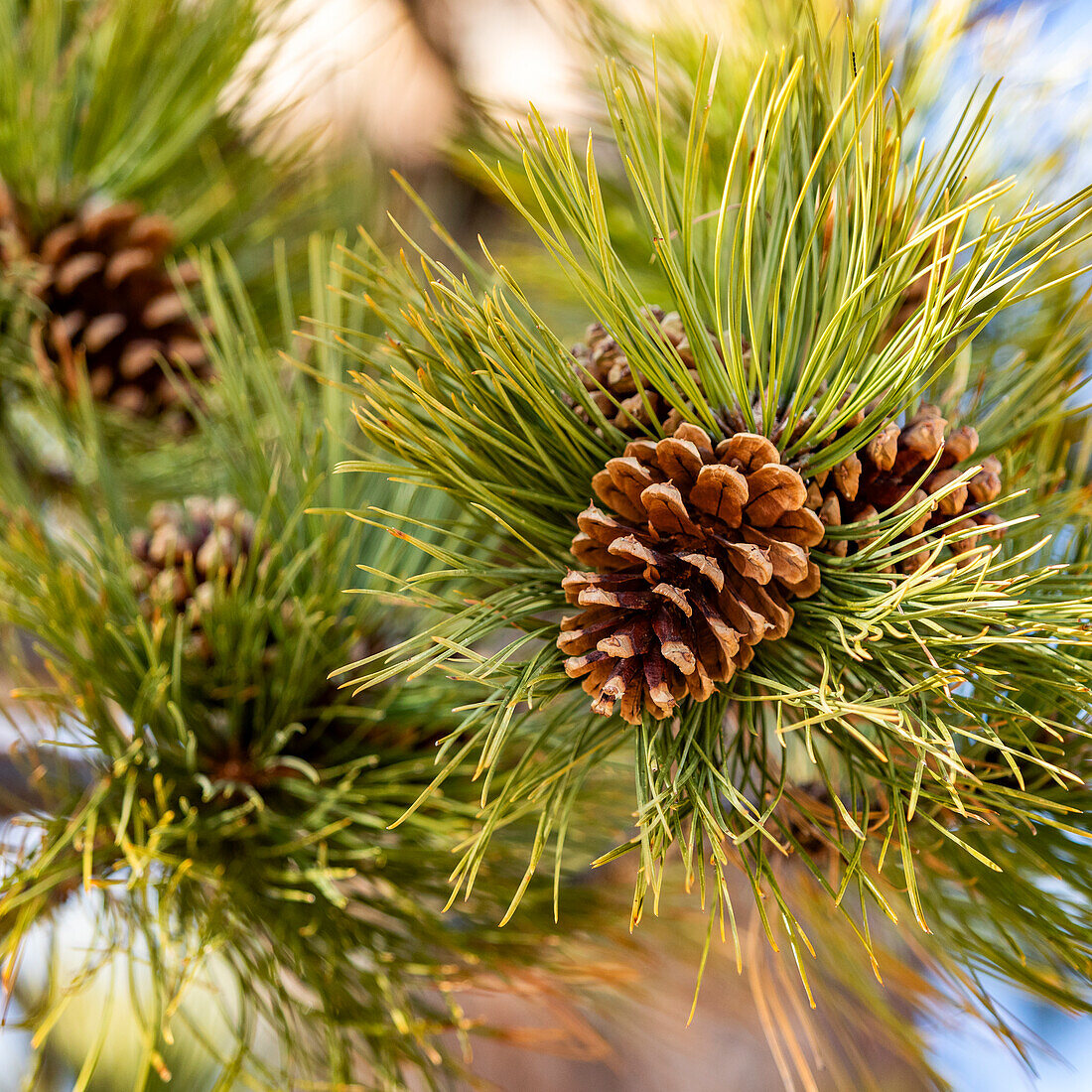 Close-up of pine cone on branch with needles