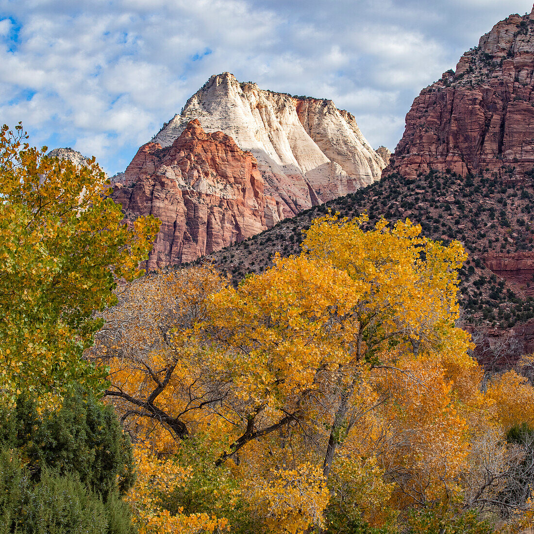 Cliffs and trees in Zion National Park in autumn