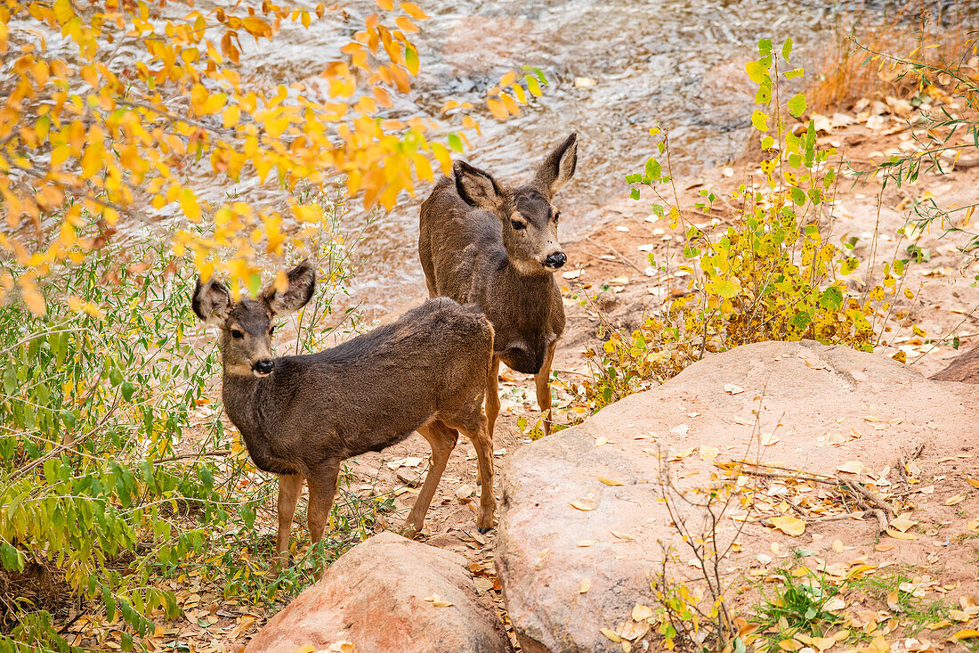 Maultierhirsch in der Nähe des Virgin River im Zion-Nationalpark