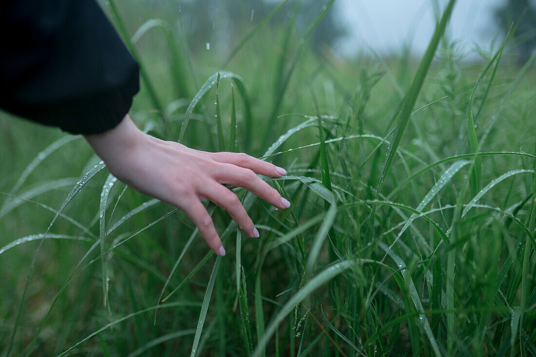 Nahaufnahme einer Frauenhand, die das Gras mit Tautropfen im Feld berührt