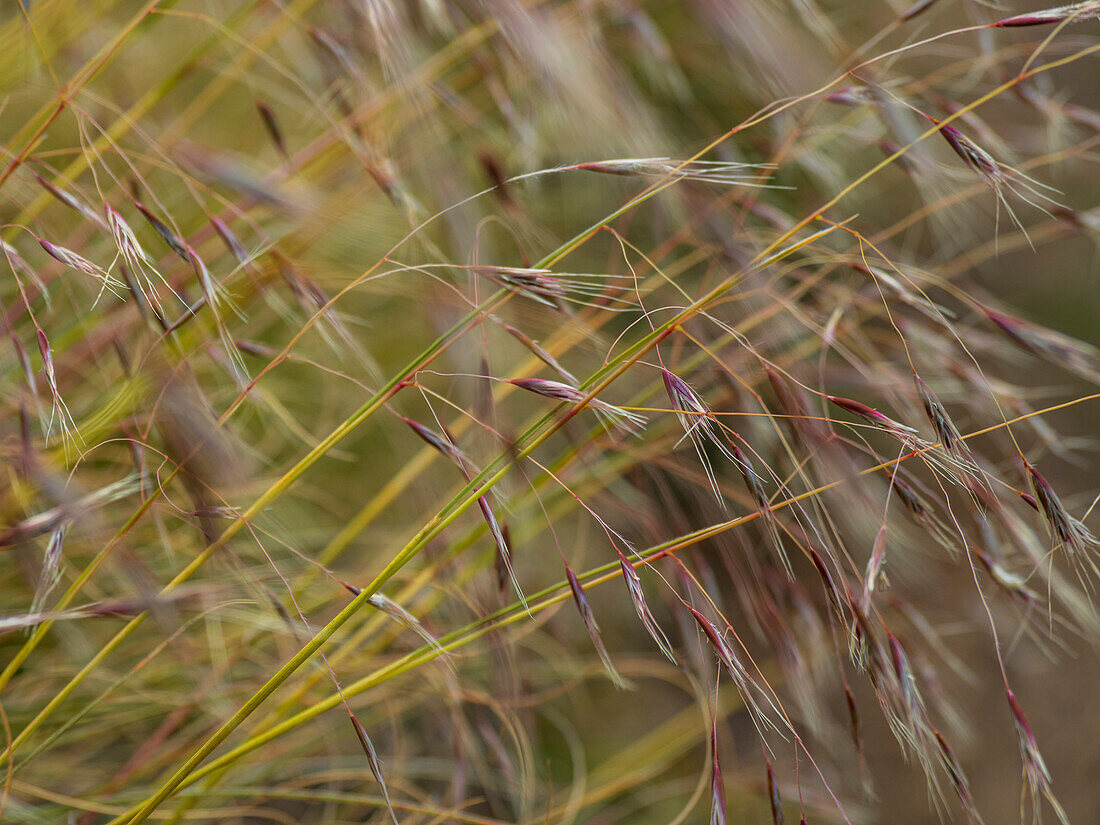 Nahaufnahme von hohem Gras auf einer Wiese