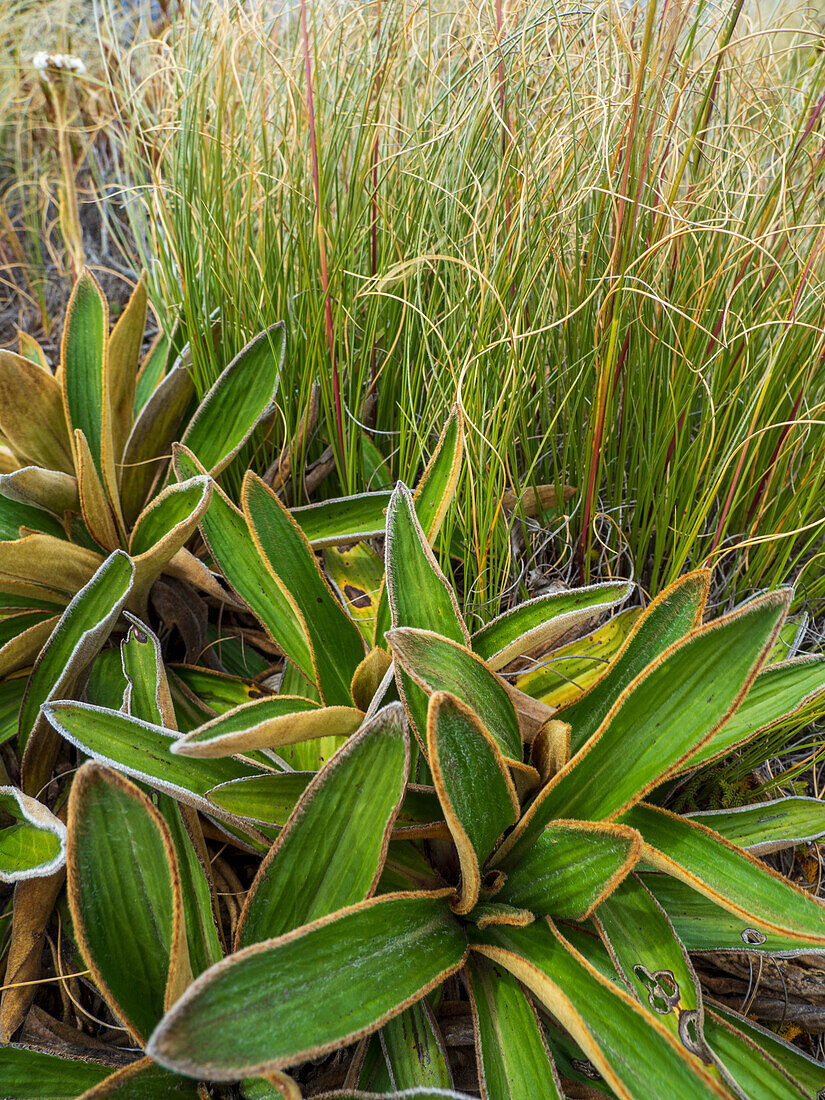 Close-up of green plants growing in Fiordland National Park