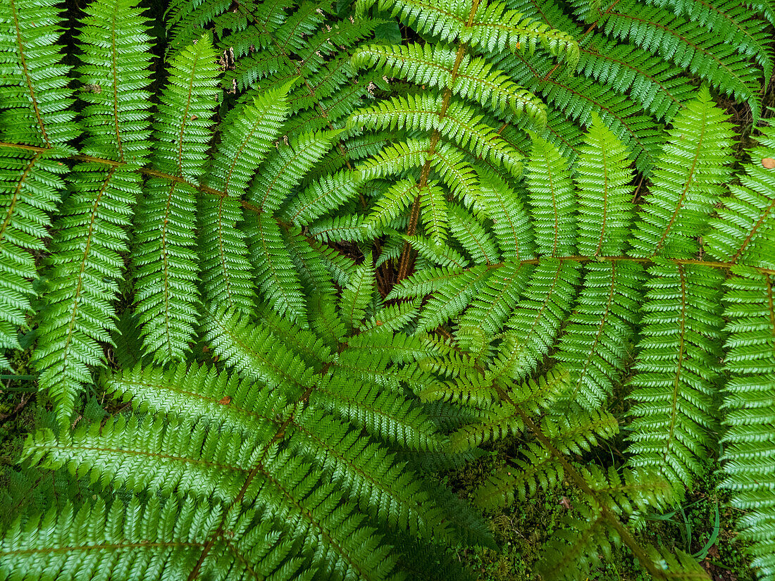 Close-up of green ferns growing in Fiordland National Park