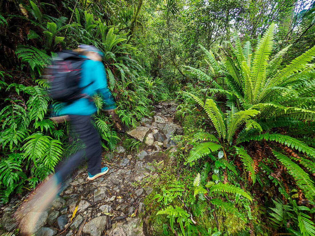 Hiker on rocky footpath in forest in Fiordland National Park, blurred motion