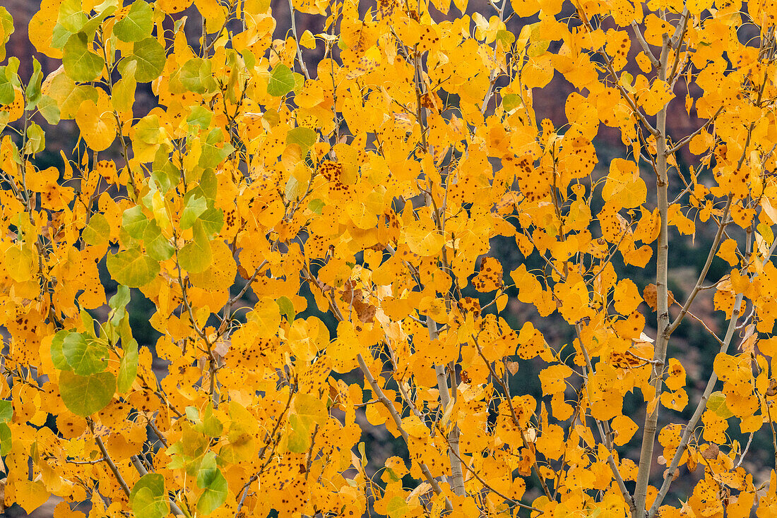 Tree branches with yellow fall leaves 