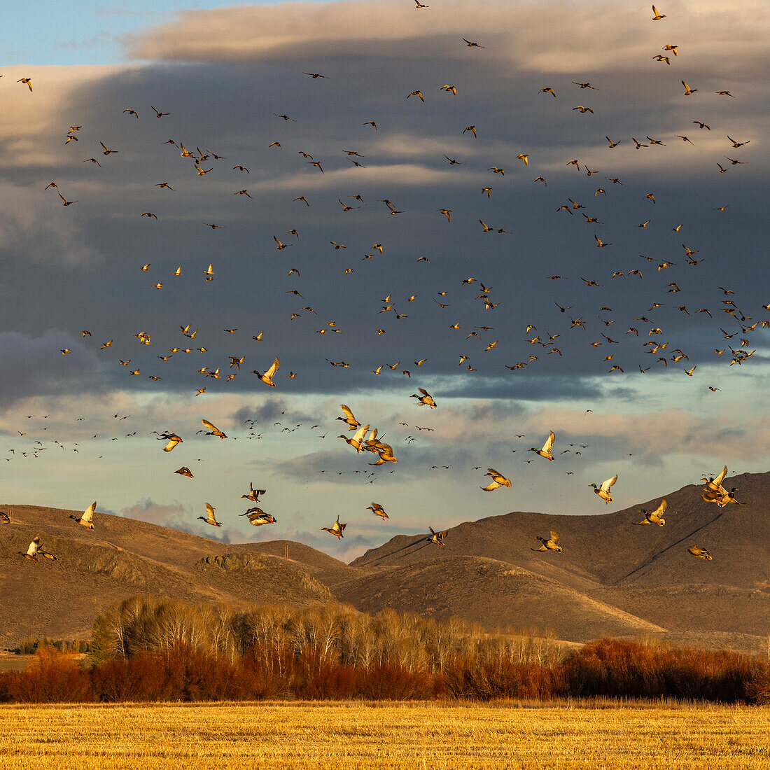 Schwarm wandernder Stockenten, die bei Sonnenuntergang über Hügel und Felder fliegen