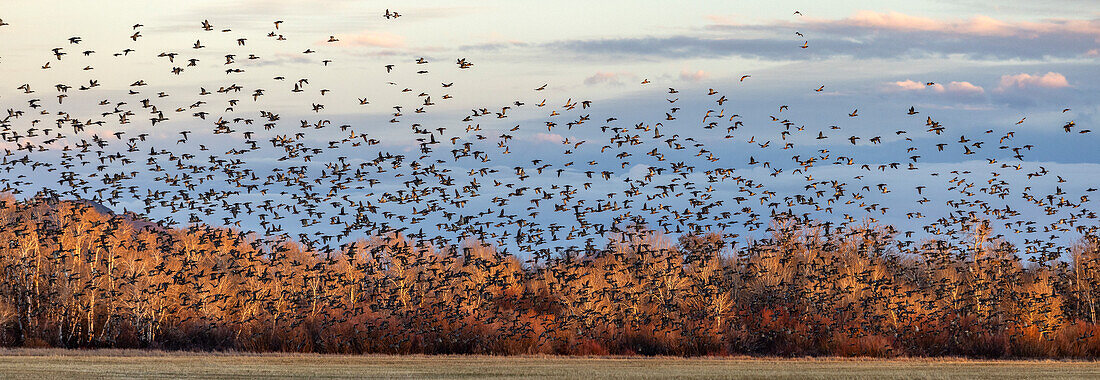 Flock of migrating mallard ducks flying over fields and trees at sunset