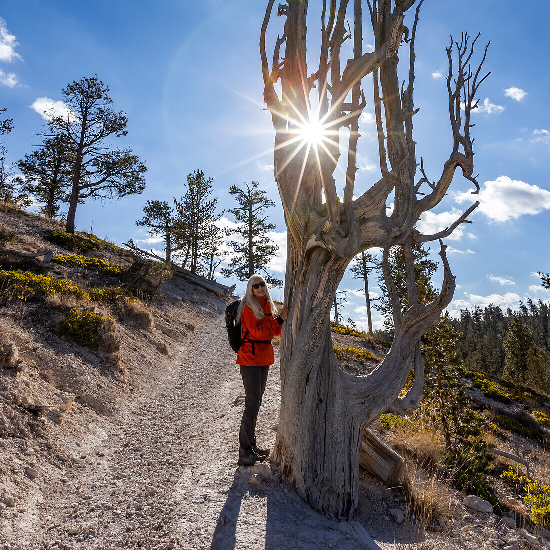 Porträt einer Frau auf dem Fußweg an einem kahlen Baum im Bryce Canyon National Park