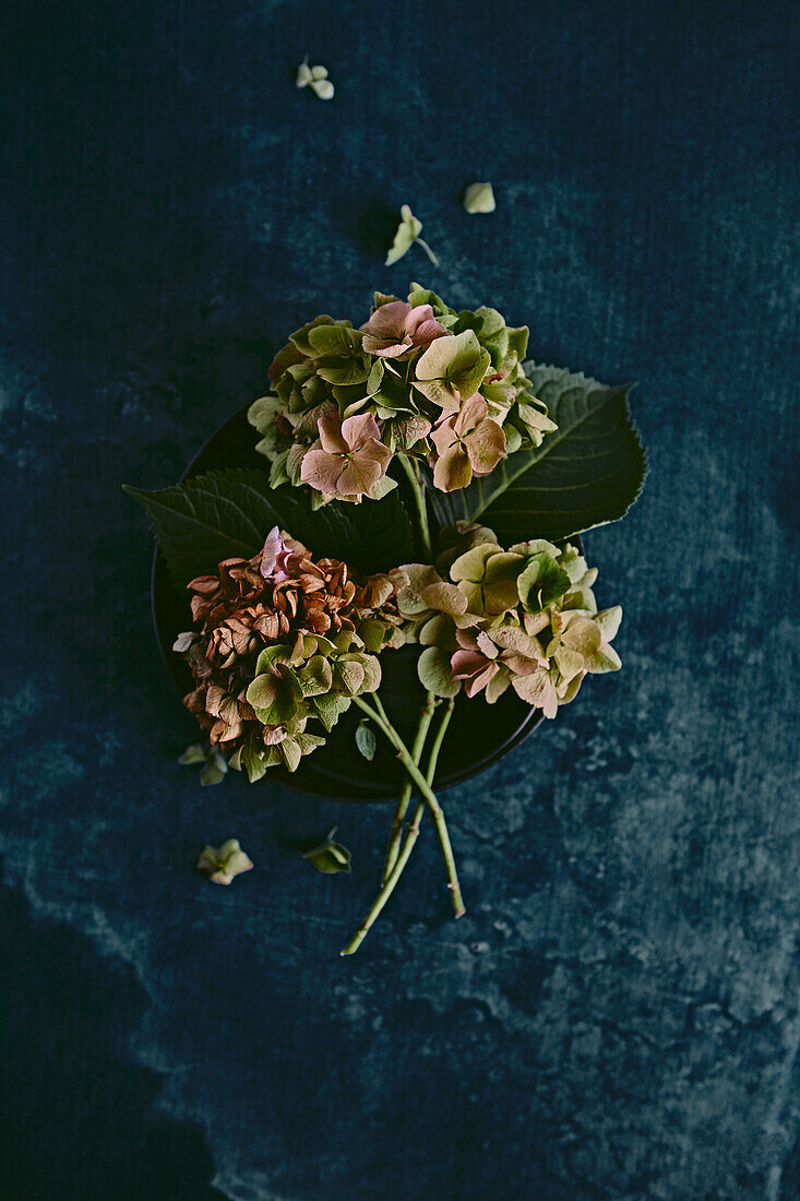 Herbstliches Arrangement von Hortensien (Hydrangea) auf dunkelblauem Hintergrund