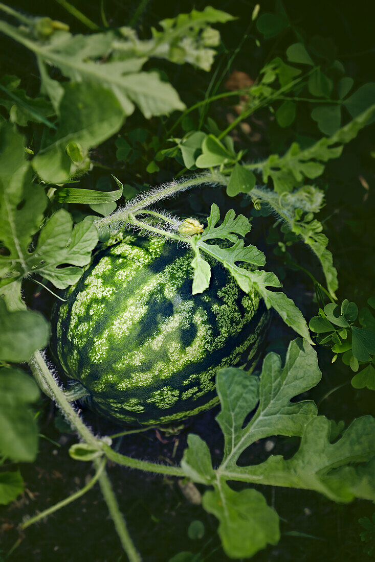 Wassermelone an der Pflanze