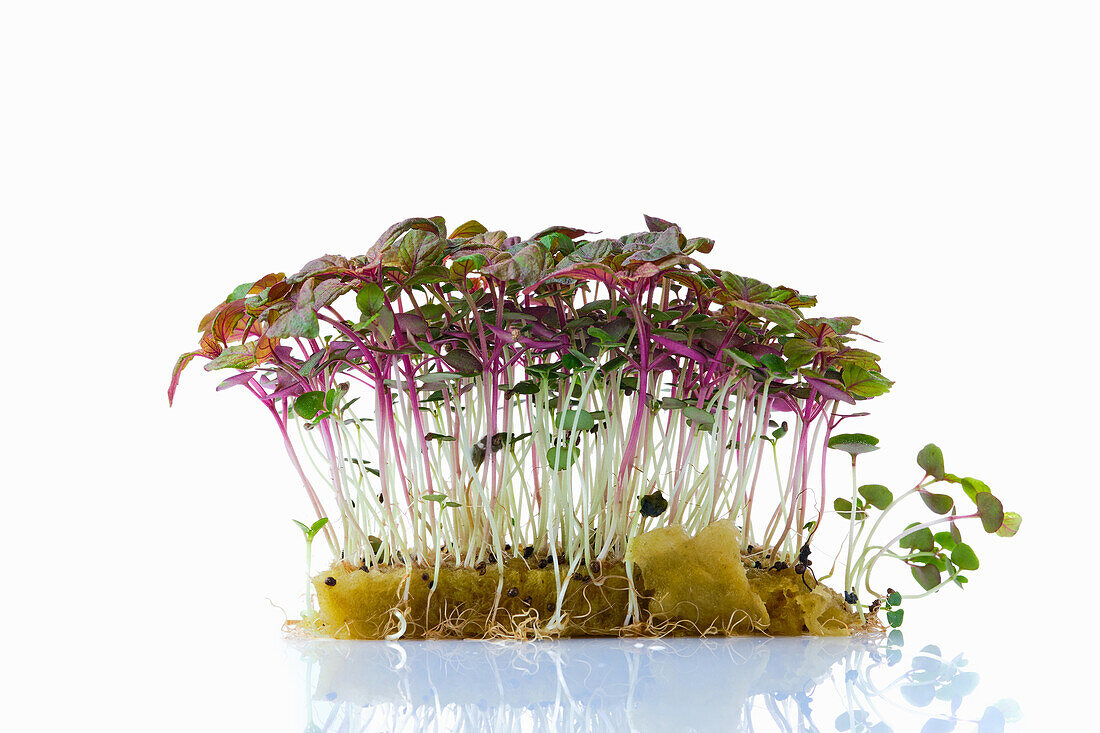 Shiso sprouts (microgreens) on a planting substrate