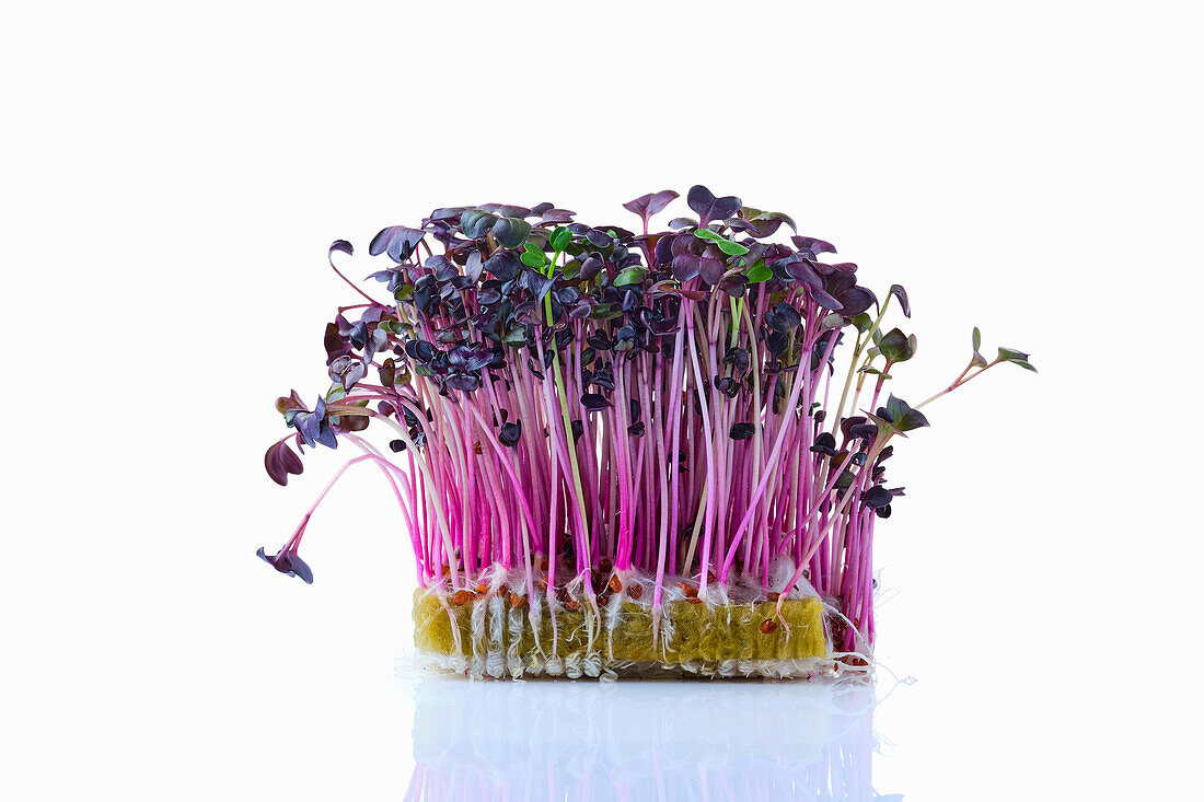 Sango-Rettich-Sprossen (Microgreens) auf Pflanzsubstrat