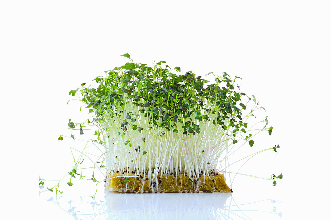 Mizuna-Sprossen (Microgreens) auf Pflanzsubstrat