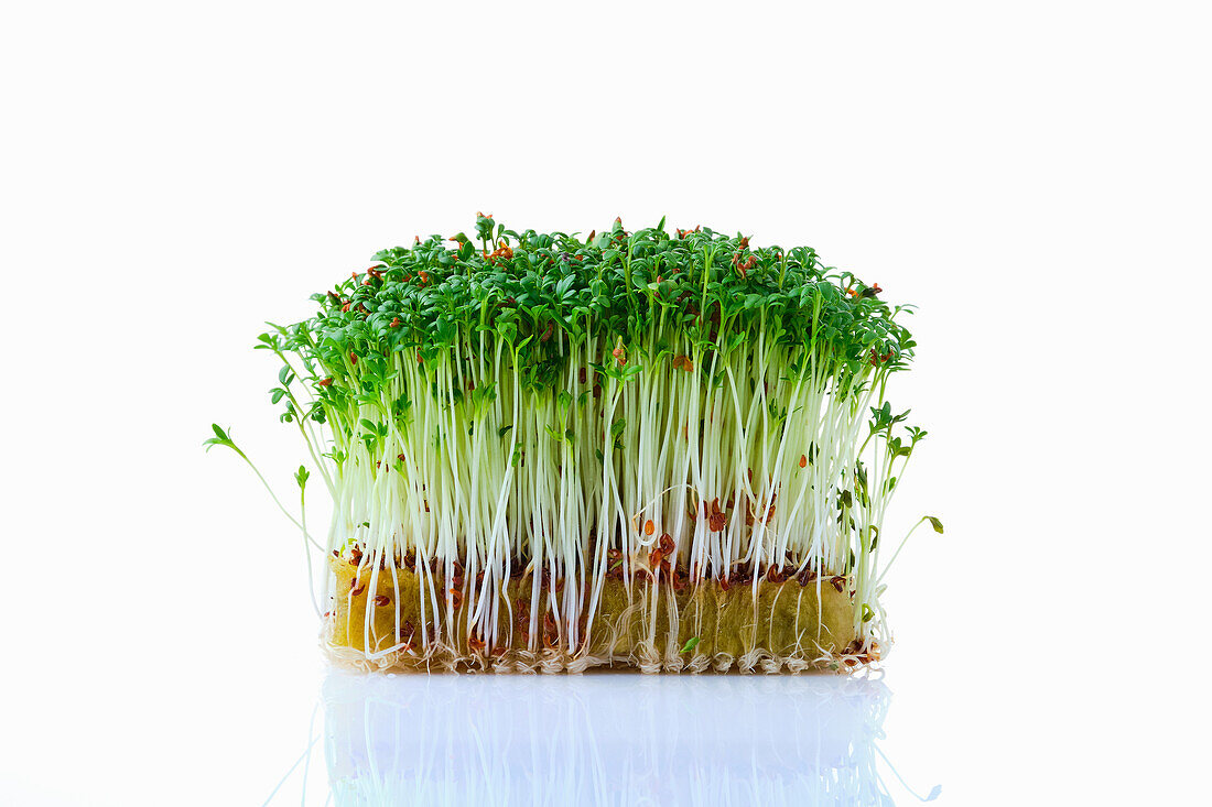 Cress sprouts (microgreens) on planting substrate