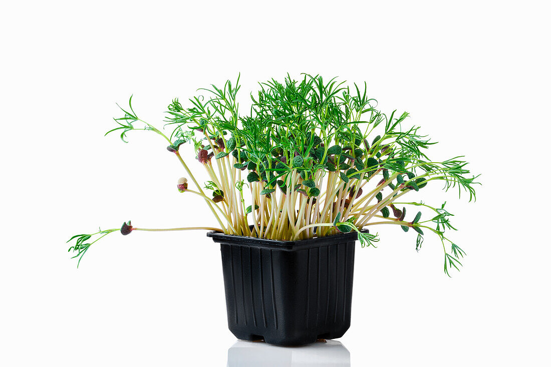 Lupinen-Sprossen (Microgreens) im Topf