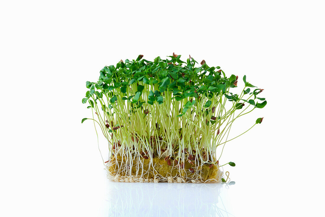 Flax sprouts (microgreens) on planting substrate