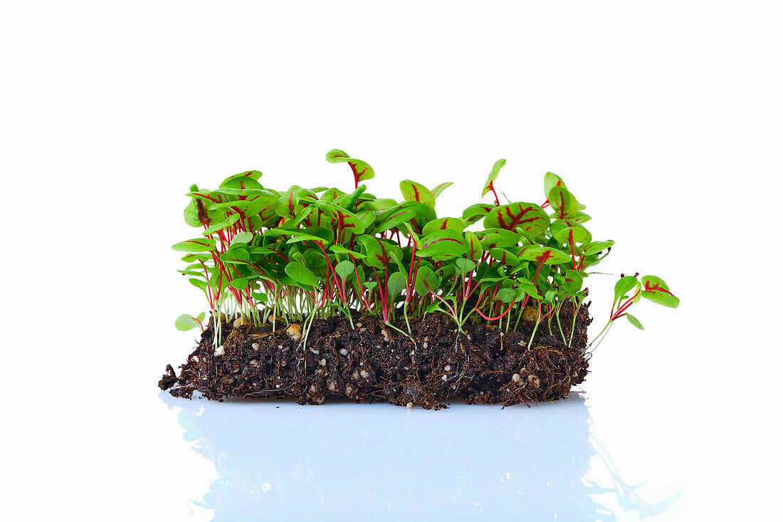 Sorrel microgreens on planting substrate