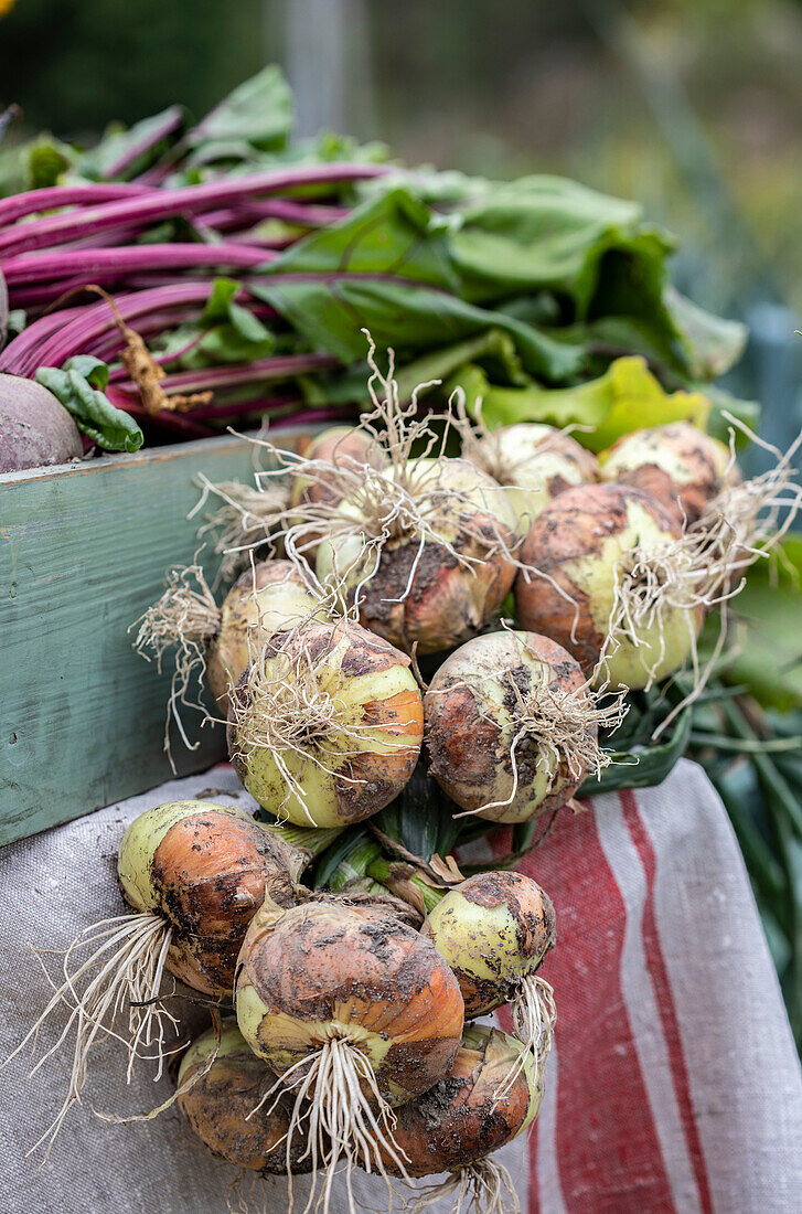 Freshly harvested onions in a bundle