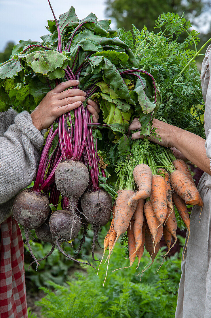 Women holding a bundle of freshly harvested beetroot and carrots