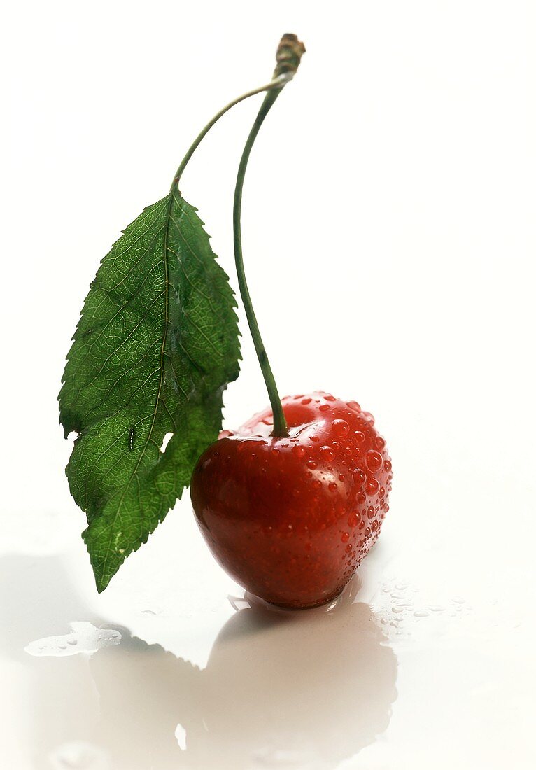 A Single Wet Red Cherry with Leaf and Stem