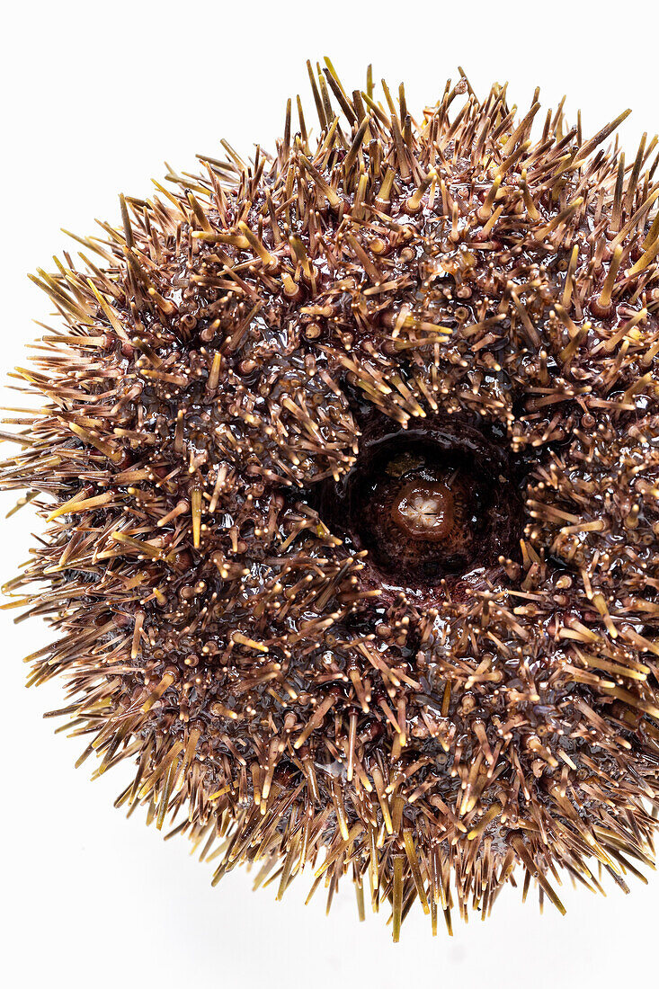 A sea urchin from below - close-up