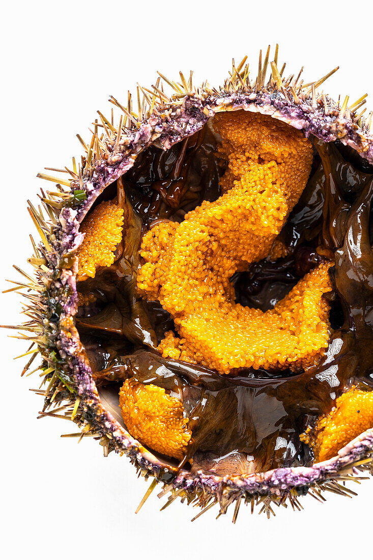 Opened sea urchin with yellow roe