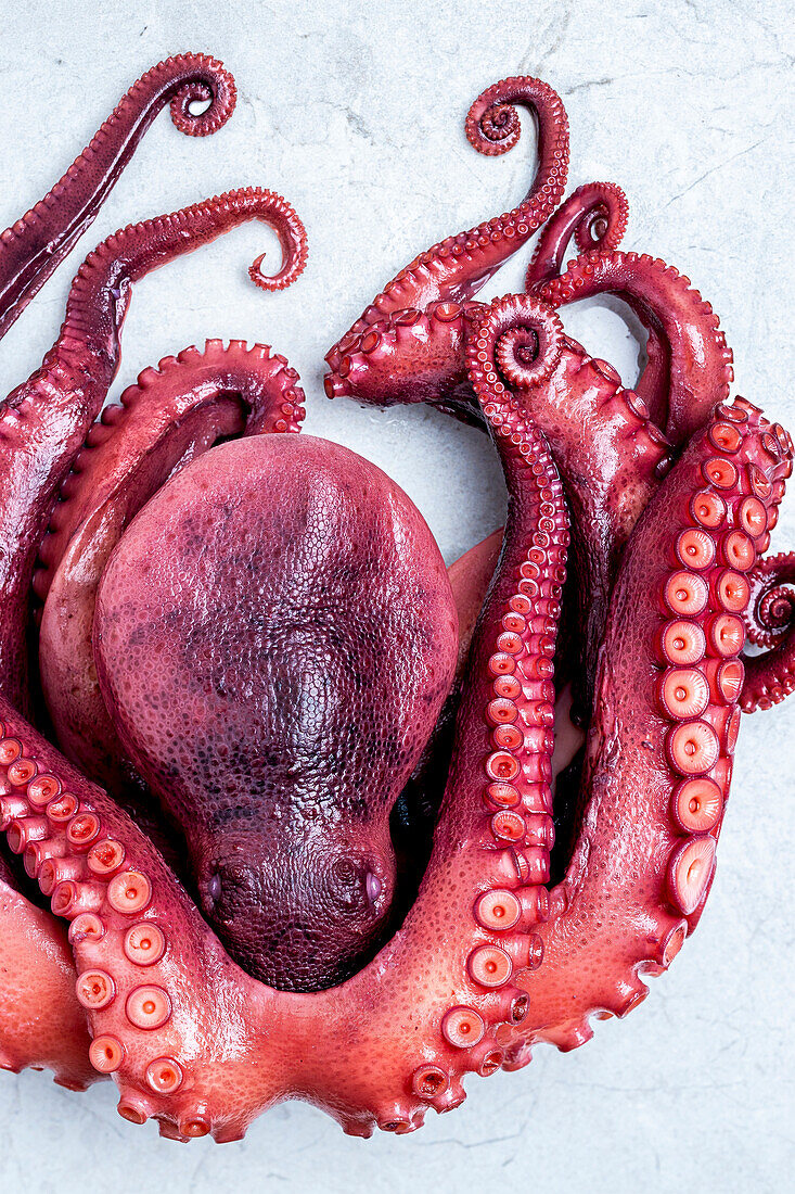 Fresh octopus ready for preparation