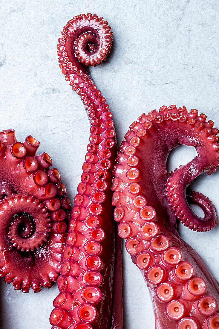 Raw octopus tentacles - close-up