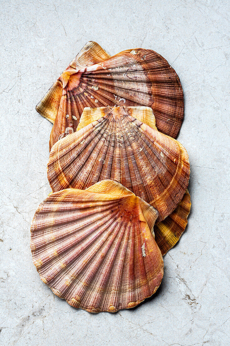 Scallops from above