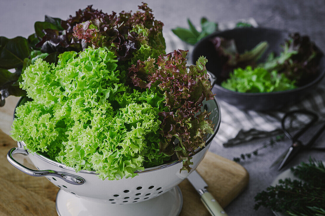 Lollo Rosso leaf salad in a colander with herbs