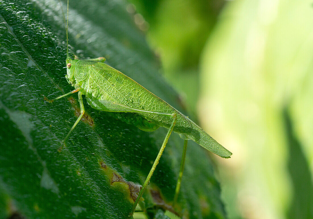 Nahaufnahme einer Vierpunktigen Sichelschrecke (Phaneroptera nana) nach dem Regen auf einem Blatt, Makro