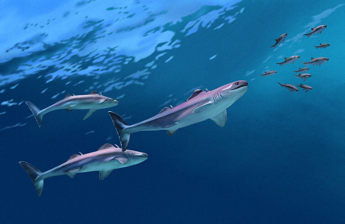 Cladoselache prehistoric sharks hunting, illustration