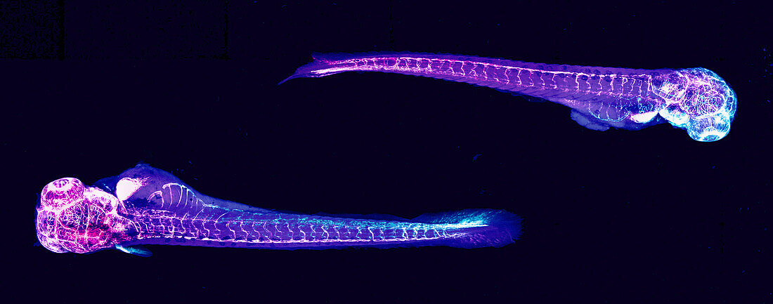 Zebrafish vascular system, light micrograph