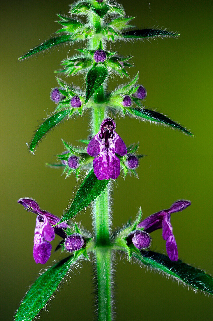 Hedge woundwort (Stachys sylvatica) flowers