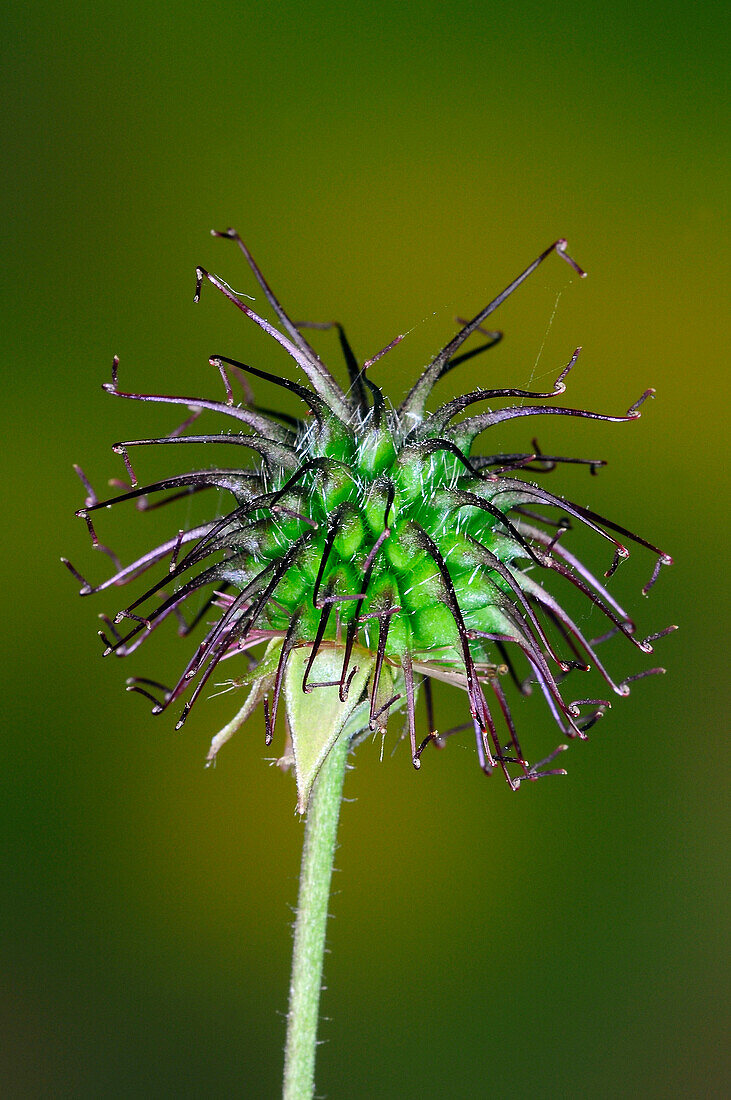 Wood avens (Geum urbanum) seed pod