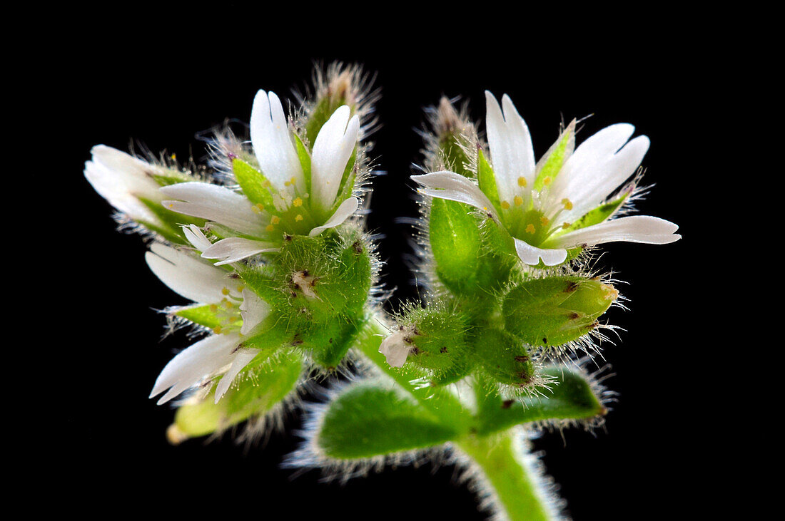 Sticky mouse-ear (Cerastium glomeratum)