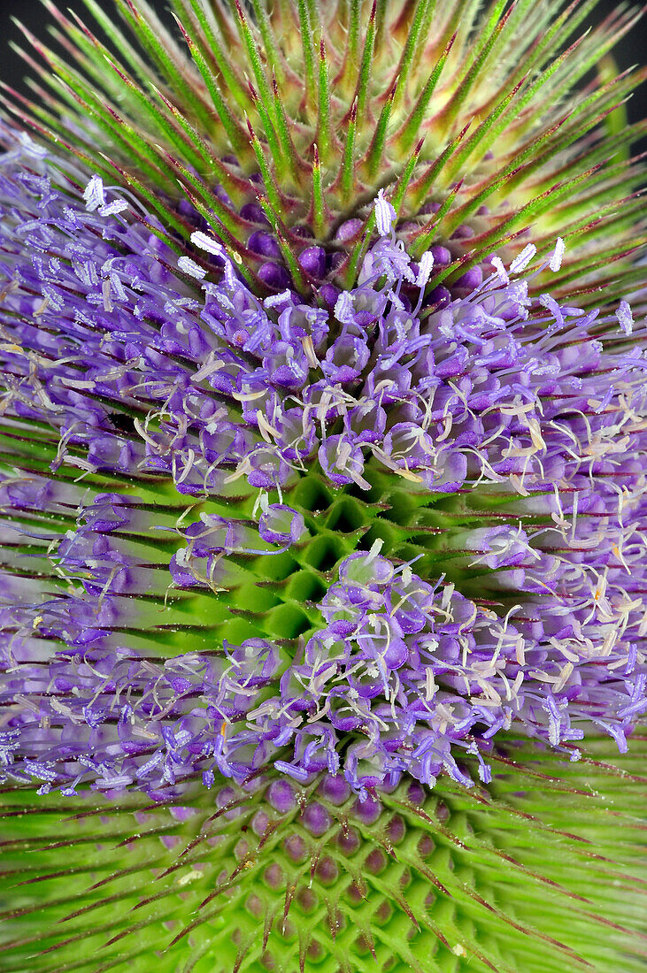 Wild teasel (Dipsacus fullonum) flowers