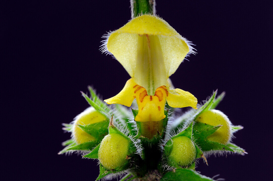 Yellow archangel (Lamiastrum galeobdolon subsp. argentatum)